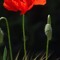 Coquelicot Emd
