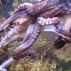 Guillaume Clovis Manche