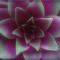 fearflower//