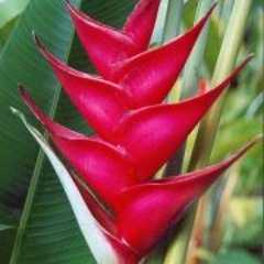 Tchoukette