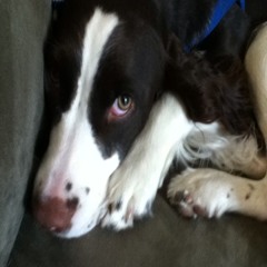 roysejesse@yahoo.com