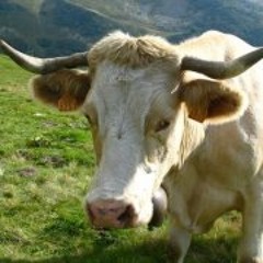 8aa