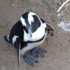 Paolo Perroni Pingui