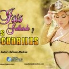 Isis Gallardo Cocodrilos