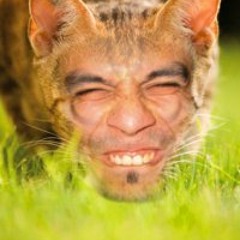 shatcat