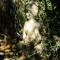 buddhisttt