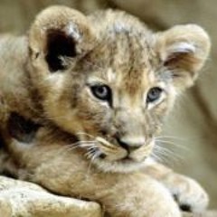 Artur_the_Lioncub