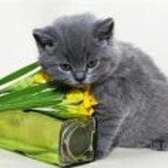 Jean-Pierre Foucrier