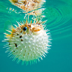 blowfish-1