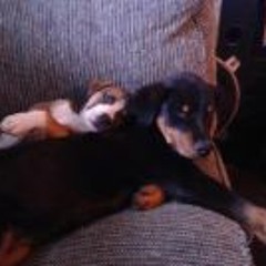 Franklin Bradshaw Jr.