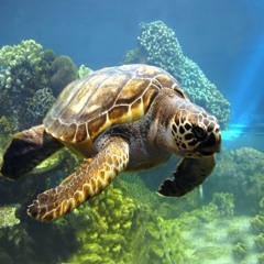nick_snider@msn.com