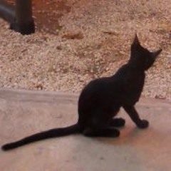 Karena Sundaram Marcum