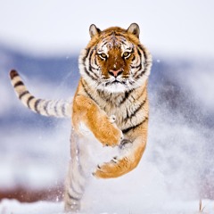 Robert Miles - Children (Zuta Remix)