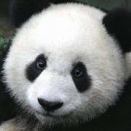 PandaPandy Montes’s avatar