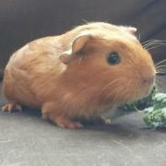 Katy HappyPiggies Goodwin