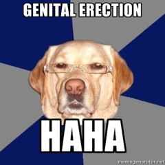erect dog