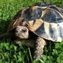 Richard Dicky Baxter