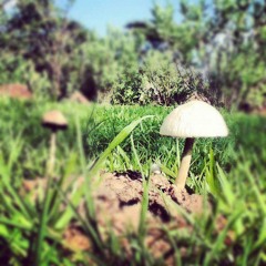 Axel Alfredo Gillen Nava