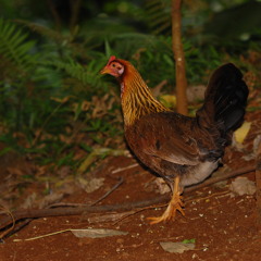 Artist of The Improv.