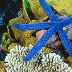 Mac Salinas Orellana