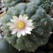 DR.PEYOTE