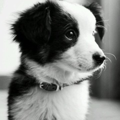 Paper Doll - Stef Lang (acoustic cover)