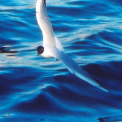 Hassan A Gull