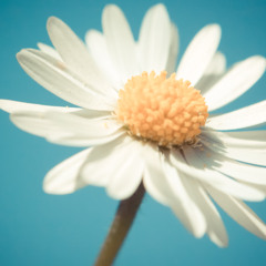 Lay Phat Quan Am - Phuong My Chi