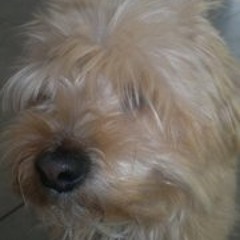 Claudia Bujard-Thorimbert