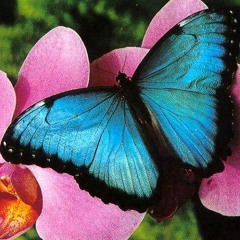 meta a fis ngeniei!.....