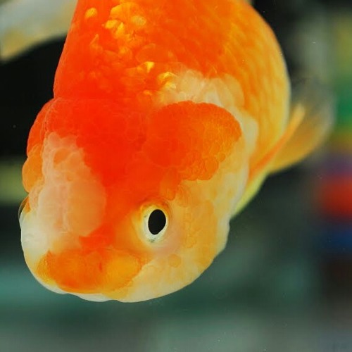 安靜2016年2月9日 20:32:38