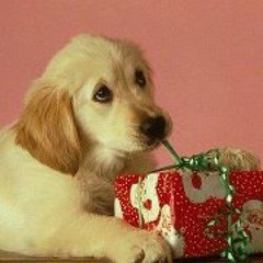 Zola Miyuki Williams