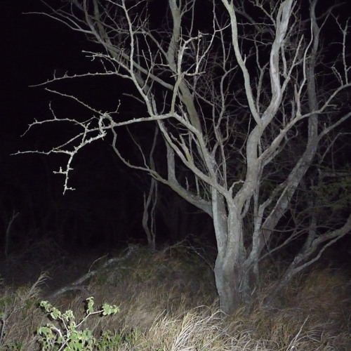 white rabbit #AOFEST2023 ft. ANRI