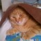 Joy O'Boy
