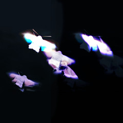 Silvermoths