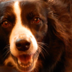 No Shouting No Violence