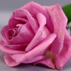Pinky Rose 6