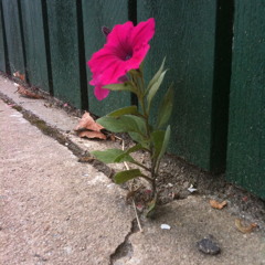 ActionAndTheEchoRecords