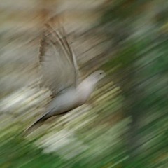 Shostakovich Jazz waltz No 2 - Unfinished and Abandoned