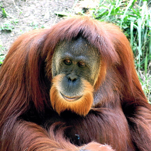  Clyde  the Orangutan  Free Listening on SoundCloud