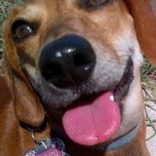 Stream Sean Ryan and The Drill Display music Listen to songs, albums