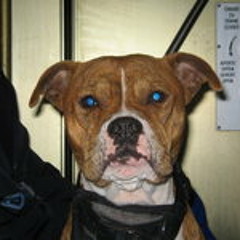 Lu Kattani RudeMassive