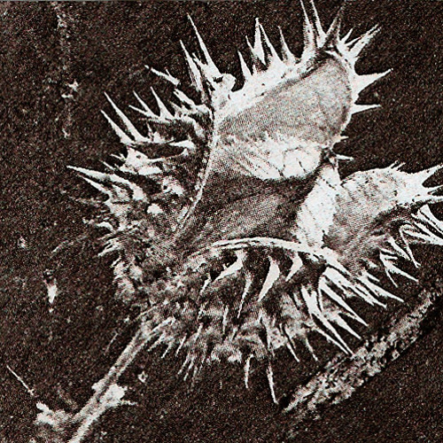 Cuticle - Pixel Sphere excerpt