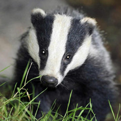 The Sad Badger Adventure