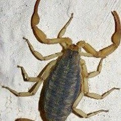 Marco A Vazquez Bayona