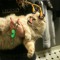 camcat