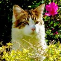 Cristiano Oliveira 38