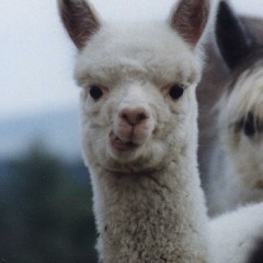 Llamavision