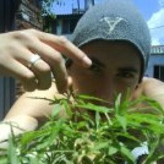 Daanielitoo Pdc Crew