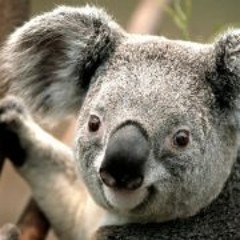 Ionex Fernandez Abreu